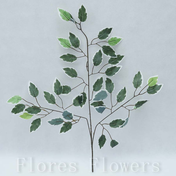 Konár ficus 62 cm